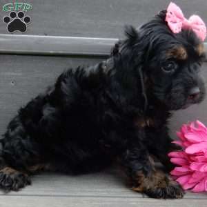 Winnie, Cockapoo Puppy