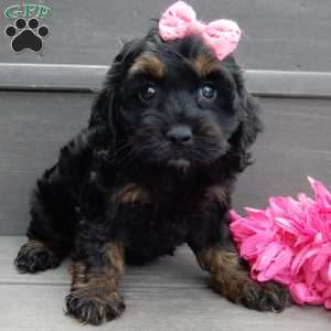 Winnie, Cockapoo Puppy