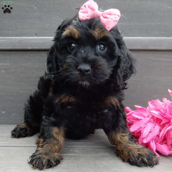 Winnie, Cockapoo Puppy