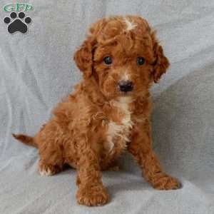 Benji, Cavapoo Puppy