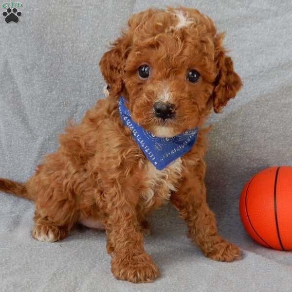 Benji, Cavapoo Puppy