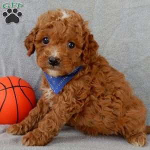 Benji, Cavapoo Puppy