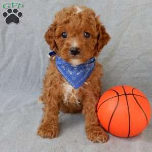 Benji, Cavapoo Puppy