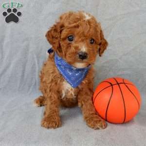 Benji, Cavapoo Puppy