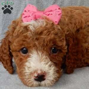 Lulu, Cavapoo Puppy