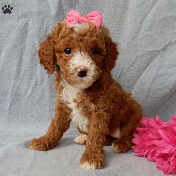 Lulu, Cavapoo Puppy