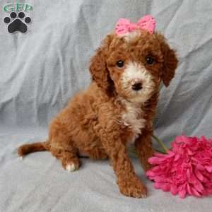 Lulu, Cavapoo Puppy