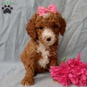 Lulu, Cavapoo Puppy