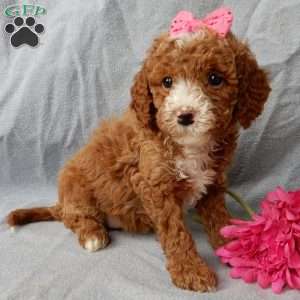 Lulu, Cavapoo Puppy