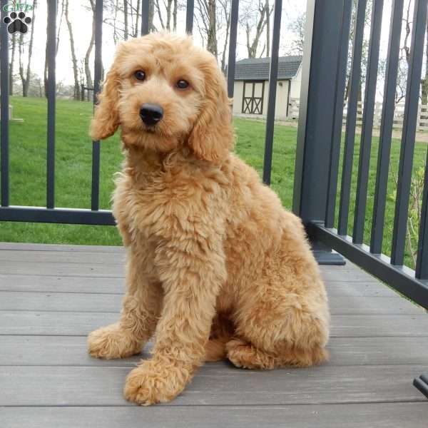 Blake (medium), Goldendoodle Puppy