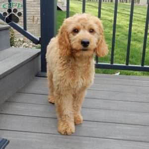 Blake (medium), Goldendoodle Puppy