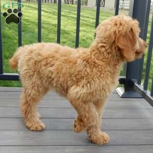 Blake (medium), Goldendoodle Puppy