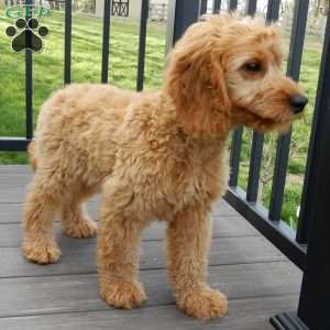 Blake (medium), Goldendoodle Puppy
