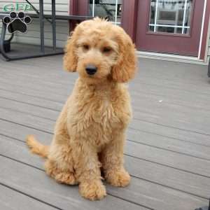 Blake (medium), Goldendoodle Puppy