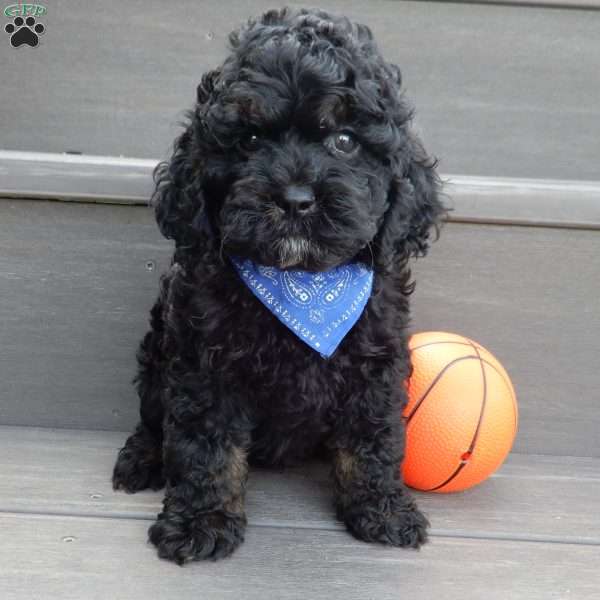 Smokey, Cockapoo Puppy