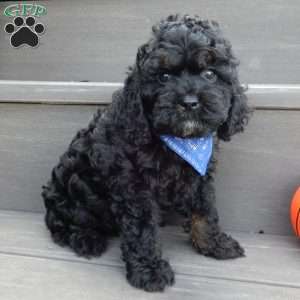 Smokey, Cockapoo Puppy