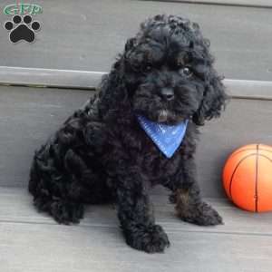 Smokey, Cockapoo Puppy