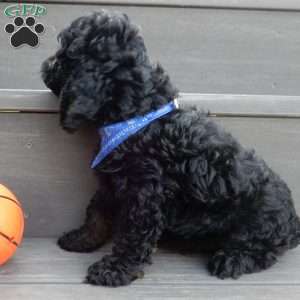 Smokey, Cockapoo Puppy