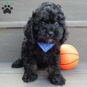 Smokey, Cockapoo Puppy