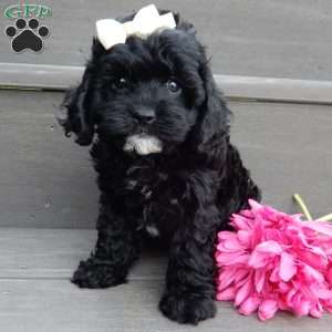 Millie, Cockapoo Puppy