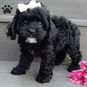 Millie, Cockapoo Puppy