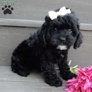 Millie, Cockapoo Puppy