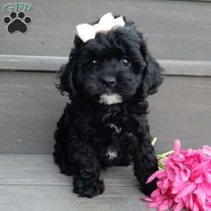 Millie, Cockapoo Puppy