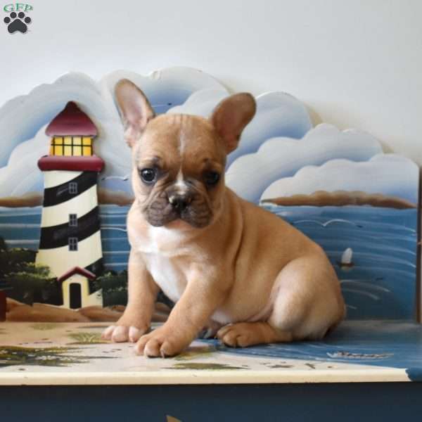 Racer, French Bulldog Puppy