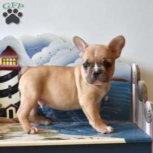 Racer, French Bulldog Puppy