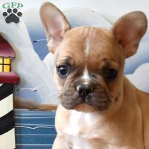 Racer, French Bulldog Puppy