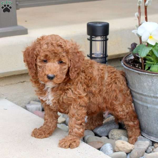 Rachel, Mini Goldendoodle Puppy