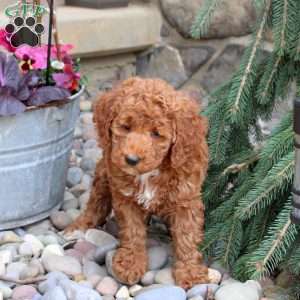 Rachel, Mini Goldendoodle Puppy