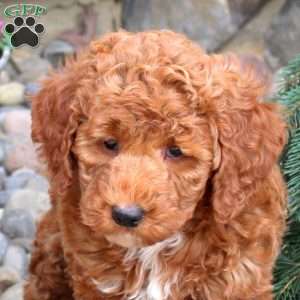 Rachel, Mini Goldendoodle Puppy