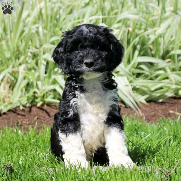 Raider, Cockapoo Puppy