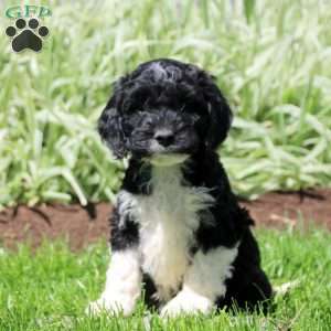 Raider, Cockapoo Puppy