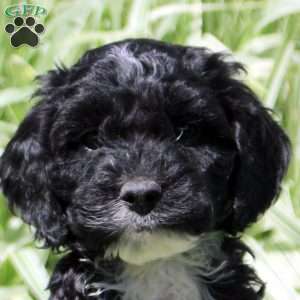 Raider, Cockapoo Puppy