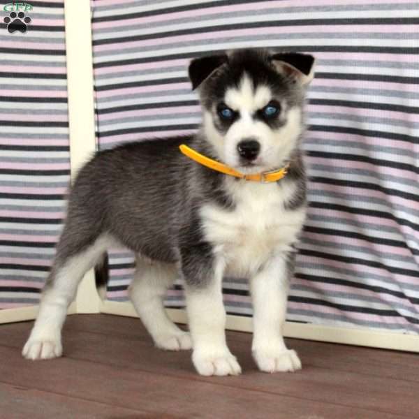 Ralph, Siberian Husky Puppy