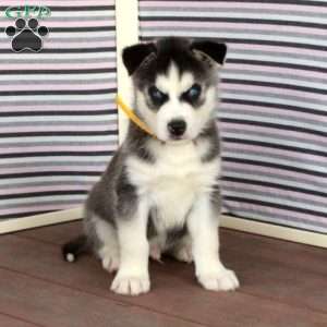 Ralph, Siberian Husky Puppy