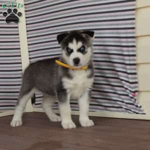 Ralph, Siberian Husky Puppy