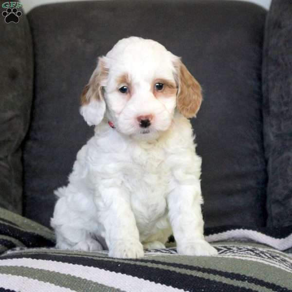Ramona, Mini Goldendoodle Puppy