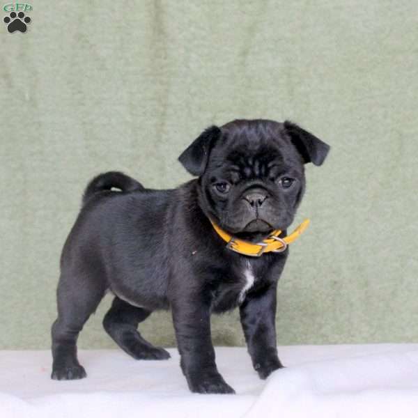 Ramona, Pug Puppy