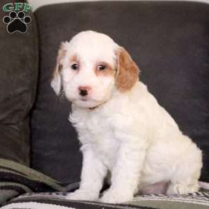 Ramona, Mini Goldendoodle Puppy