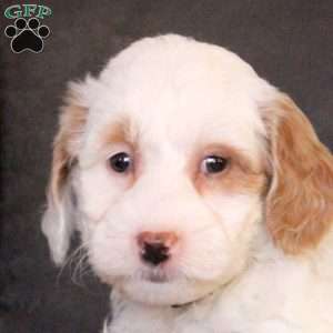 Ramona, Mini Goldendoodle Puppy