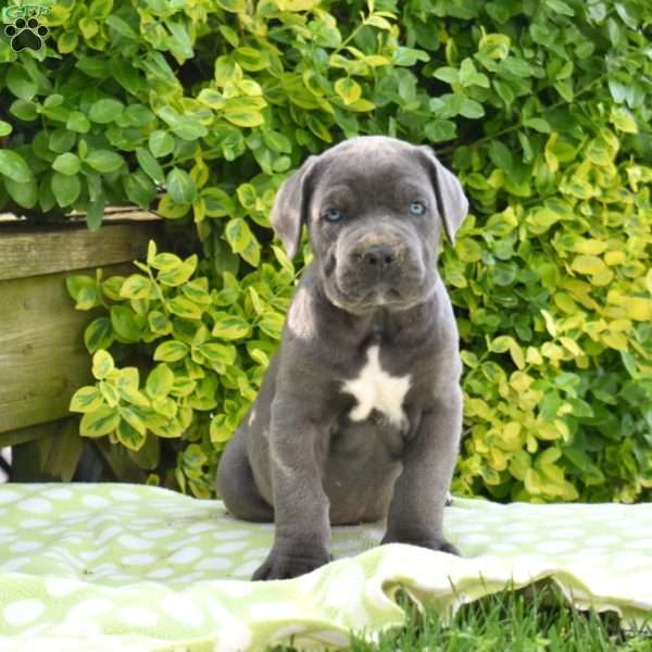 Ranger, Cane Corso Puppy