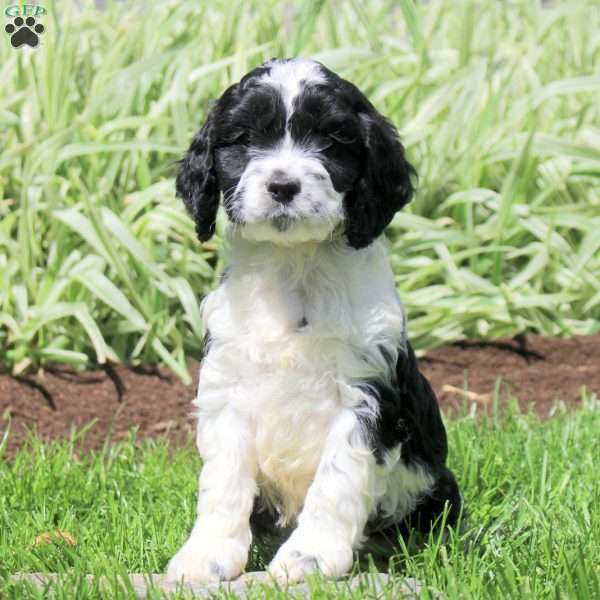 Ranger, Cockapoo Puppy