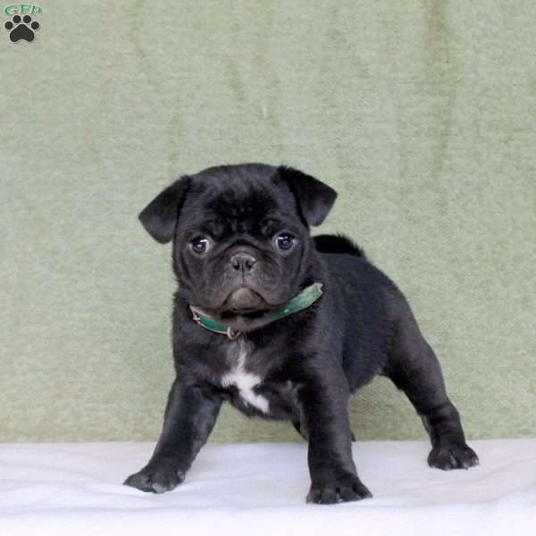 Ranger, Pug Puppy