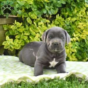 Ranger, Cane Corso Puppy