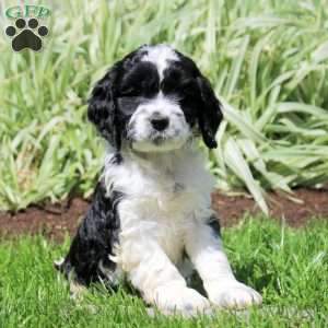 Ranger, Cockapoo Puppy