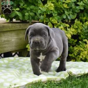 Ranger, Cane Corso Puppy