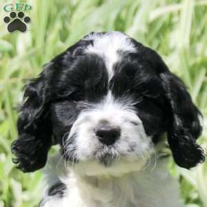 Ranger, Cockapoo Puppy